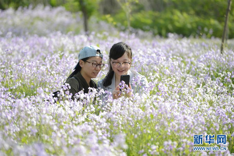 （环境）（3）河北乐亭：生态优化工程扮美城乡