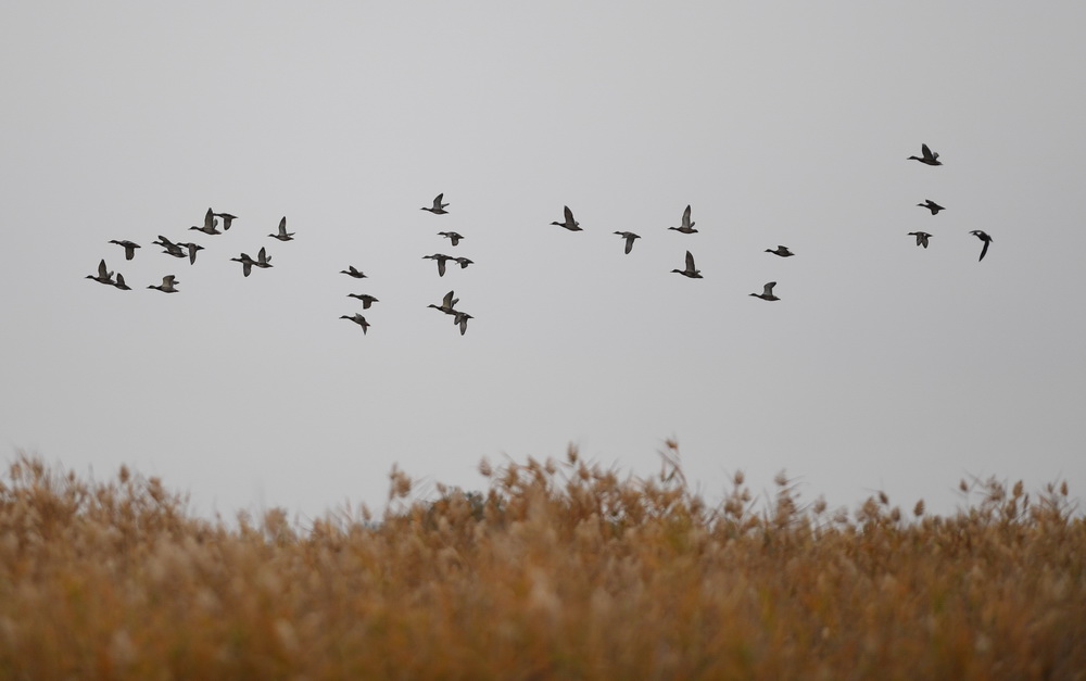9月24日，一群水鸟在新疆阿勒泰科克苏湿地国家级自然保护区上空飞翔。