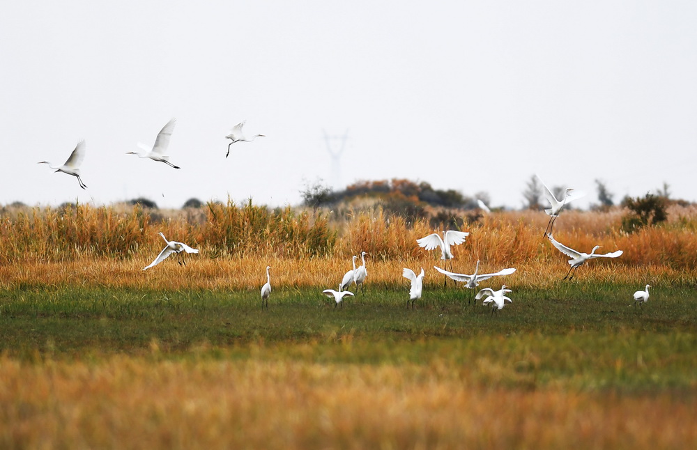 9月24日，一群水鸟在新疆阿勒泰科克苏湿地国家级自然保护区内飞翔。