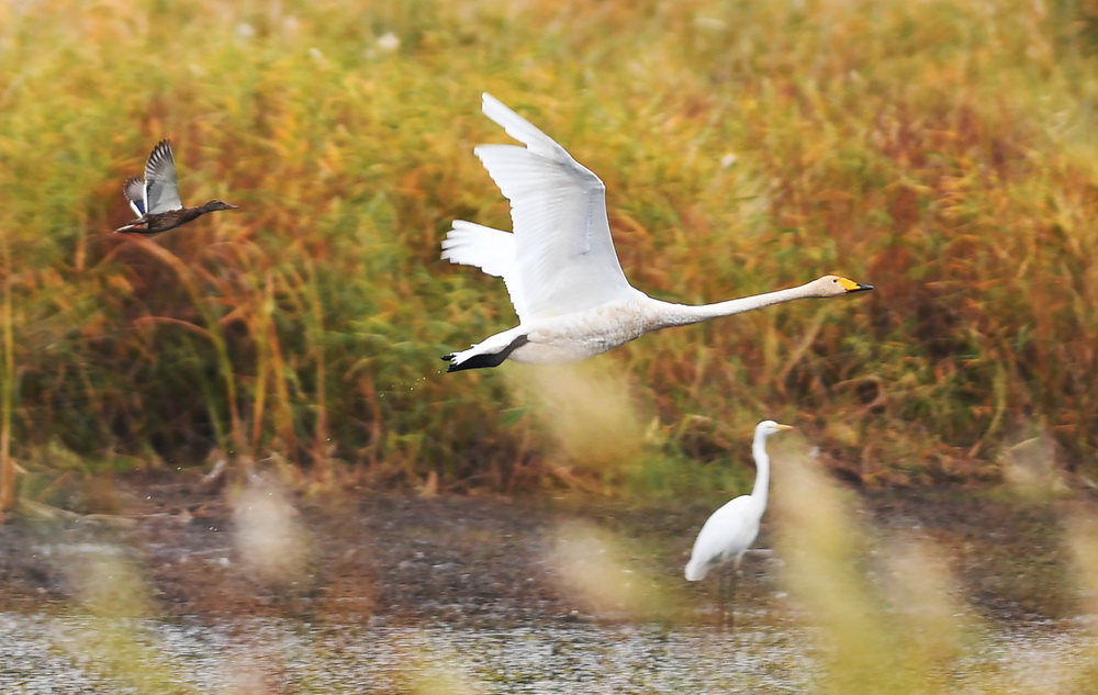 9月24日，一只白天鹅在新疆阿勒泰科克苏湿地国家级自然保护区飞翔。