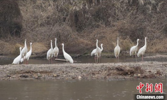 粤北首次发现国家一级保护野生动物白鹤