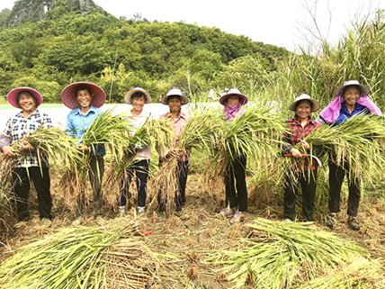 桂林七星区：百亩富硒彩色水稻喜获“丰收”
