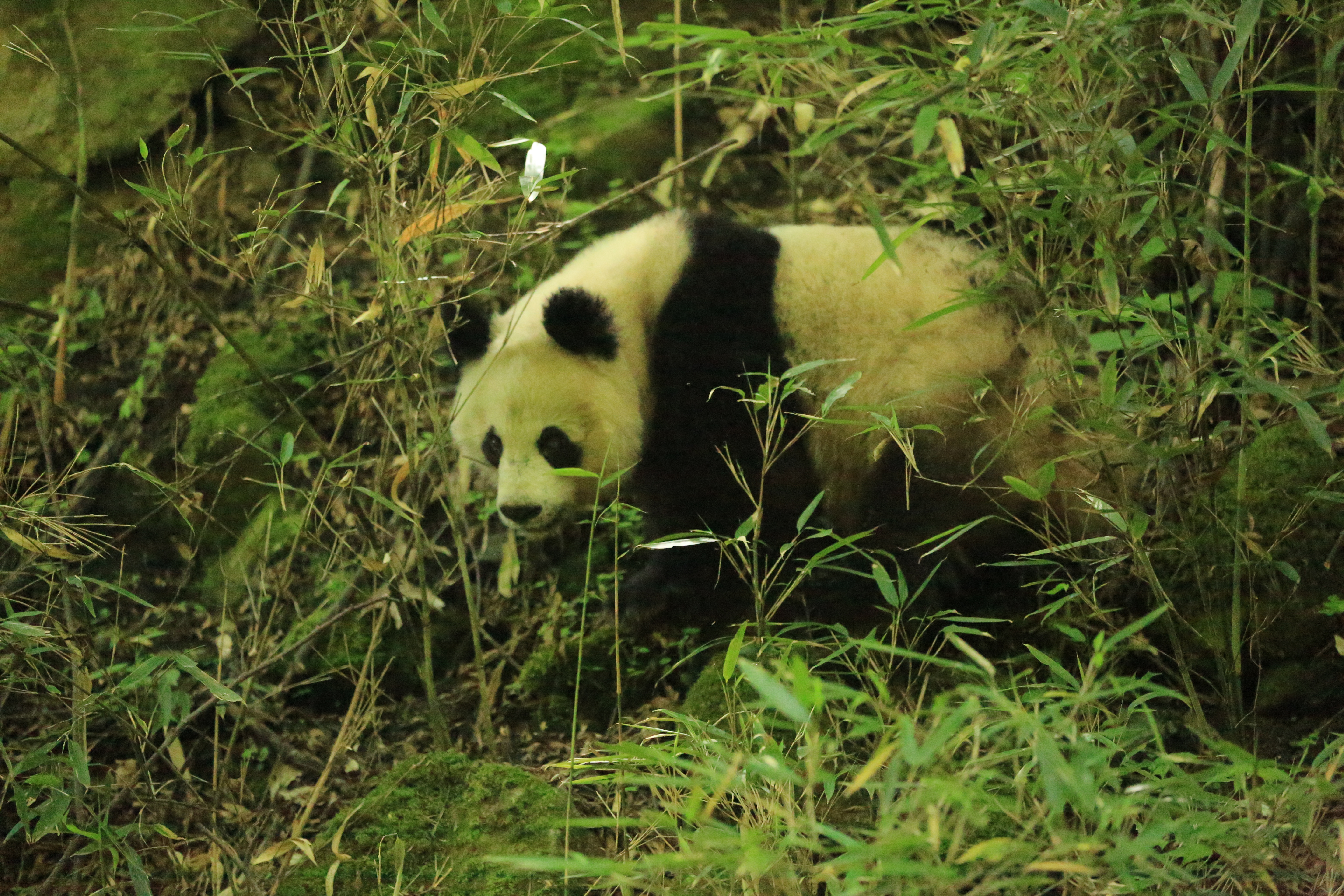 陕西省太白林业局巡护监测中偶遇一只野生大熊猫