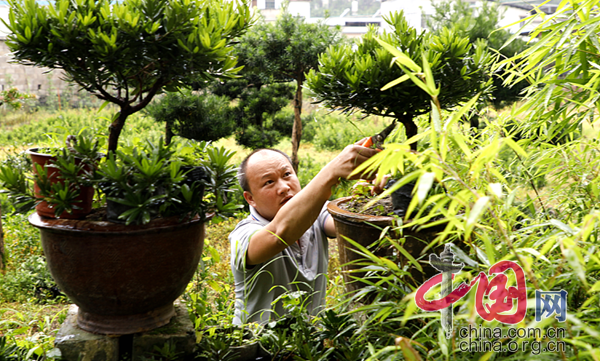广西荔浦：绿色“盆栽经济”拓宽致富之路