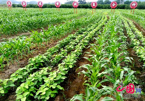 广西灵川县：守住耕地红线为粮食生产提效益