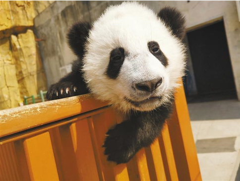 秦岭大熊猫——国宝中的萌“美人”