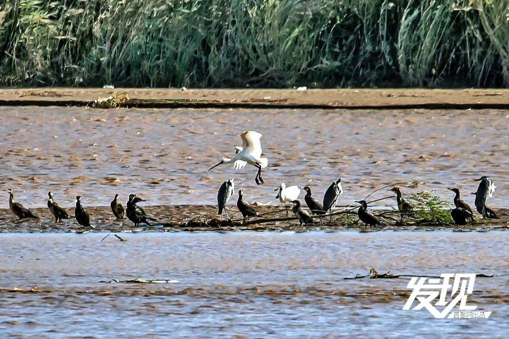 陕西黄河湿地 40多万只候鸟在此栖息越冬