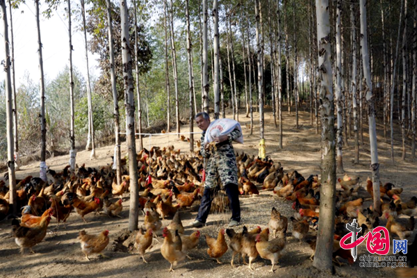 生态产业：广西修仁镇“鸡司令”林下养殖抱“金鸡”