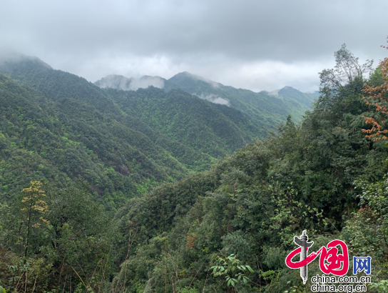 神奇植物在哪里？｜云南无量山生物多样性公益探访