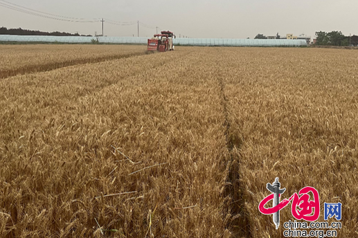 生态中国：“麦”向丰收 国泰民安